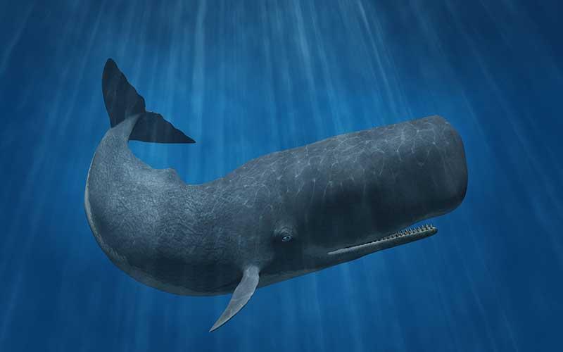 Diferencia entre la ballena azul y el cachalote – El blog más completo ...