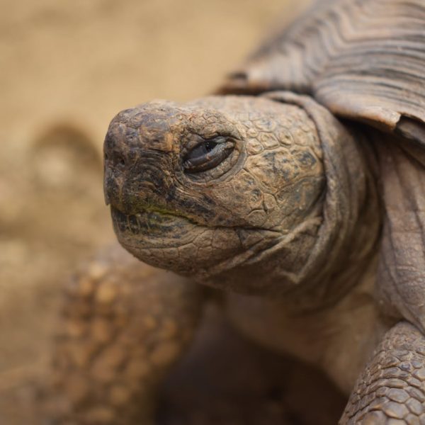 Secretos de la Longevidad de las Tortugas: Guardianas del Tiempo
