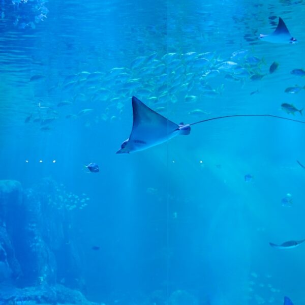 Photo Aquariums